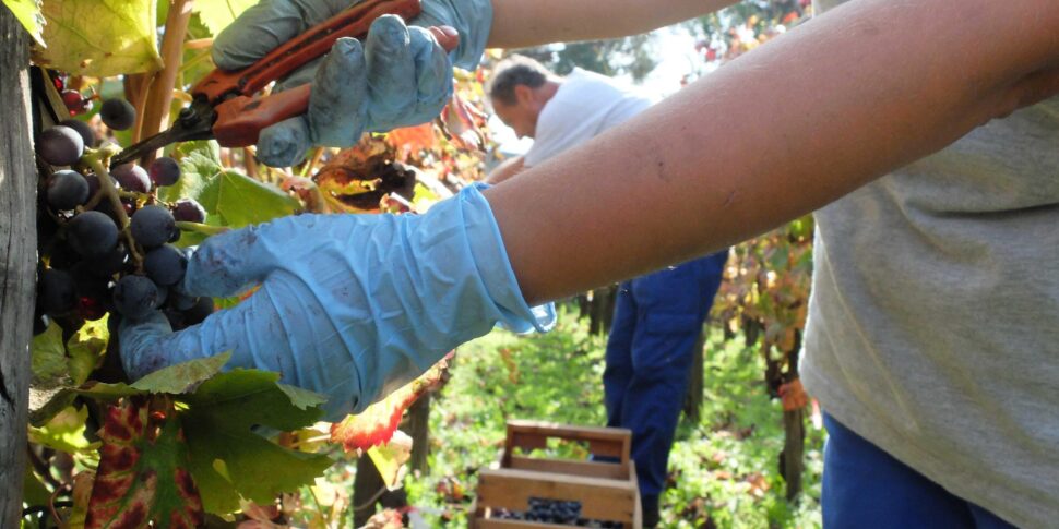 Siccità in Sicilia, scenari da incubo per cibo e bestiame