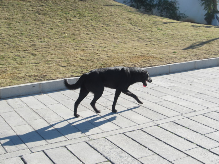 Diede fuoco a cane che morì a Palermo, pm chiede archiviazione