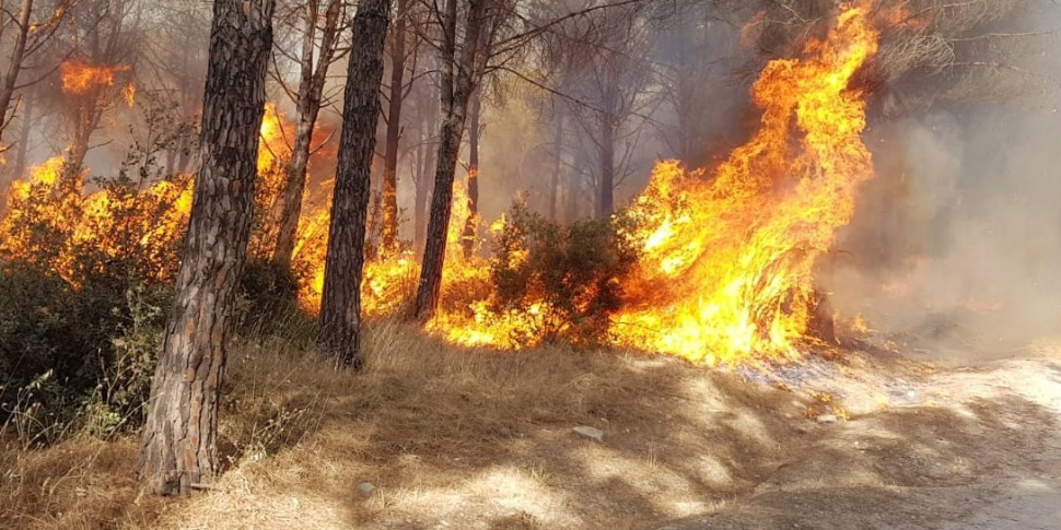 Incendio ad Alessandria della Rocca, il rogo distrugge il bosco