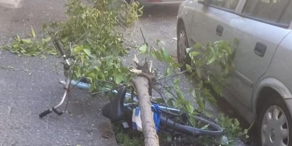A Catania i ladri sradicano un albero per rubare una bici, l'assessore Tomarchio: «Non ci arrendiamo»