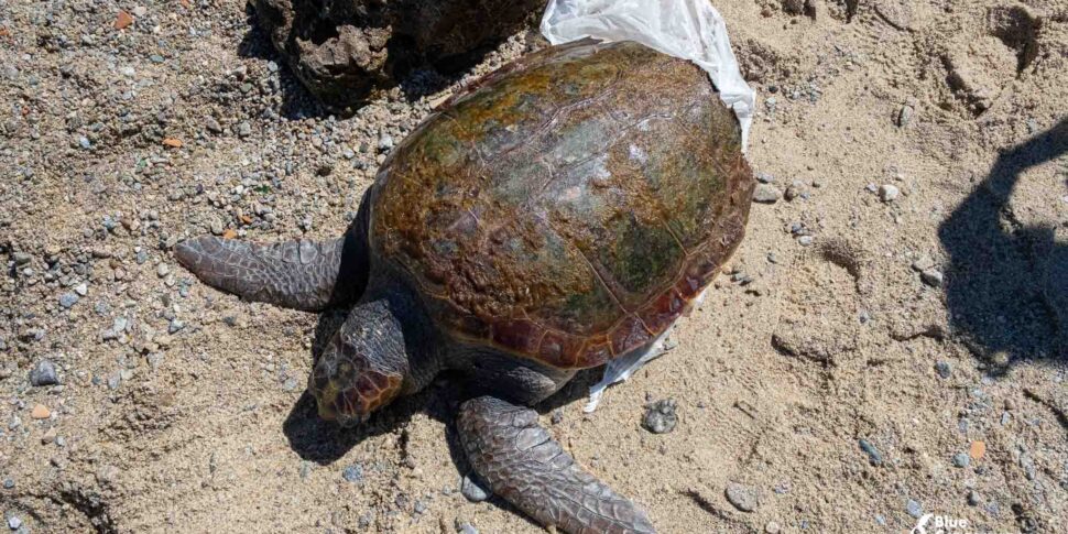 Caretta caretta uccisa dall'elica di un battello nelle acque dello Stretto di Messina