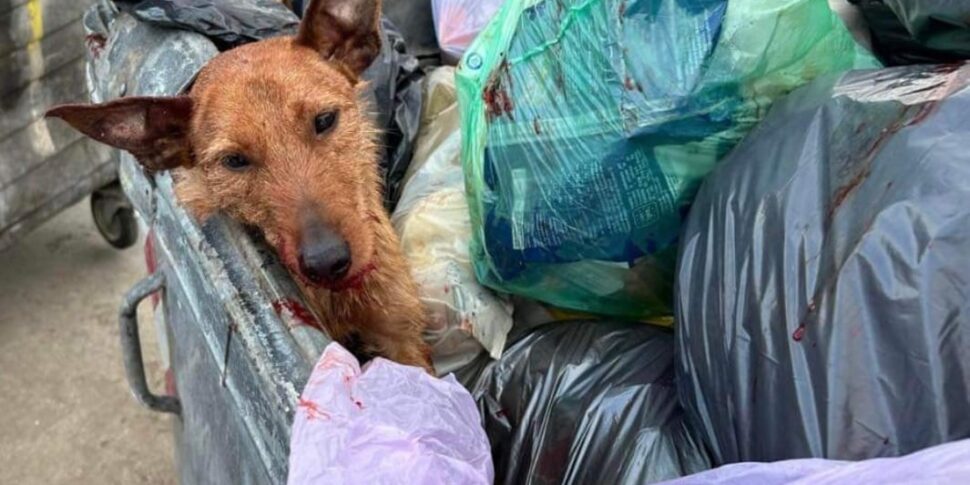 Orrore a Palermo, a Cruillas un cane agonizzante trovato tra i rifiuti: «Potrebbero avergli sparato»