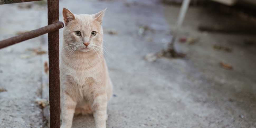 Palermo, autista dell'Amat fa da scudo e protegge un gatto investito in via Libertà