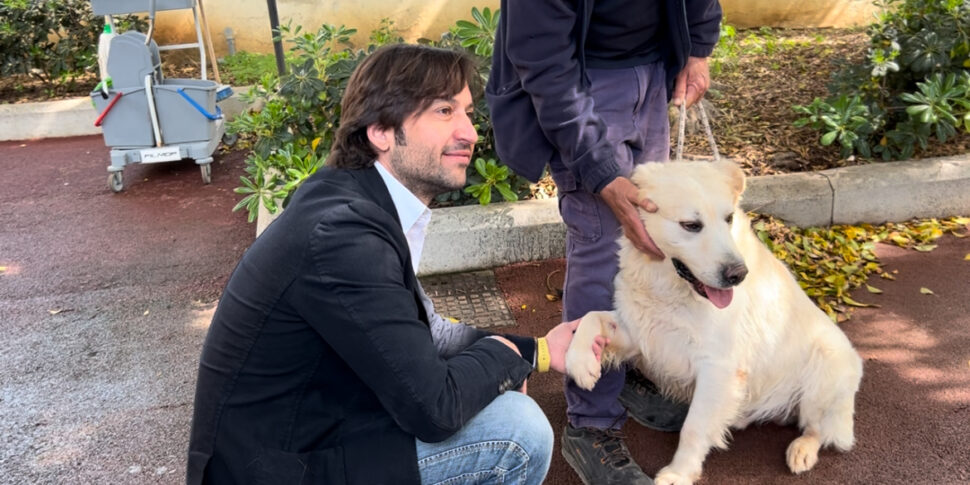 Palermo, un protocollo per reclutare nuovi volontari per il canile municipale