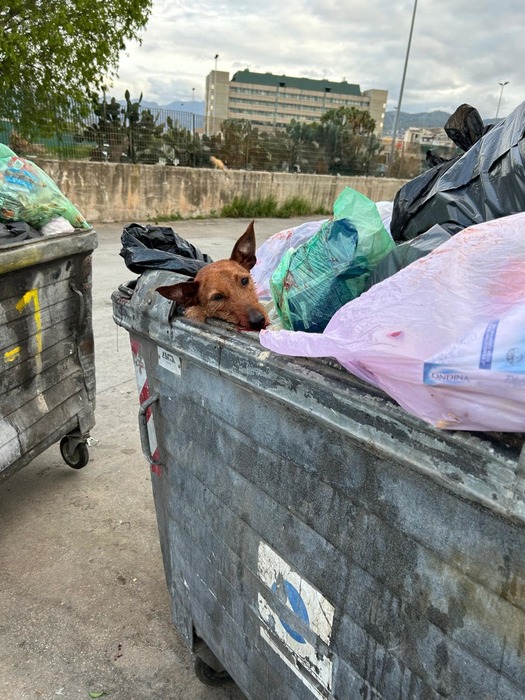 Cane agonizzante trovato in un cassonetto dei rifiuti a Palermo