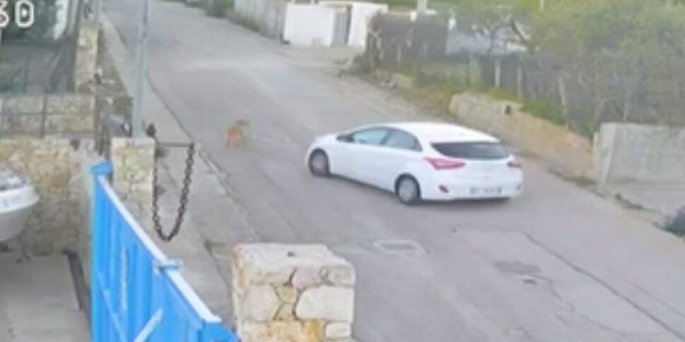 Alcamo, il sindaco: «Individuato l’automobilista che ha investito e ucciso la cagnolina Nina»