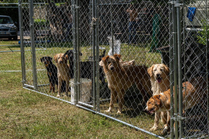 Gestore canile chiede 100mila euro di arretrati o libera cani