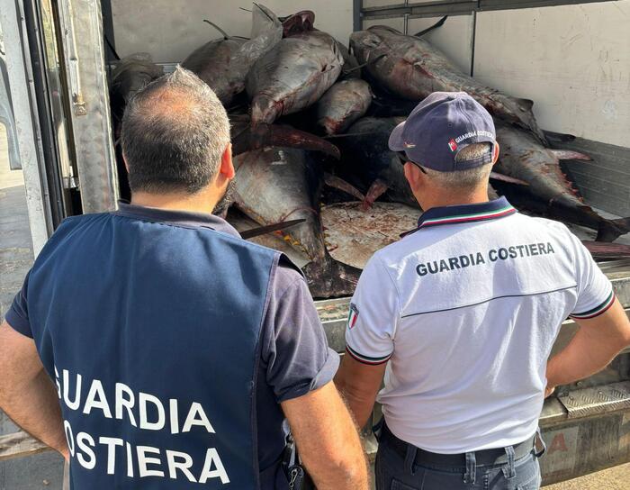 Guardia costiera sequestra 14 tonnellate di tonno rosso