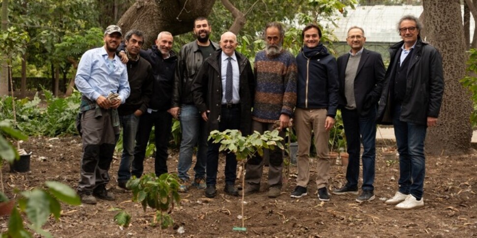 Coltivare il caffè a Palermo, dall'Orto botanico riparte la sfida a un secolo dal primo tentativo