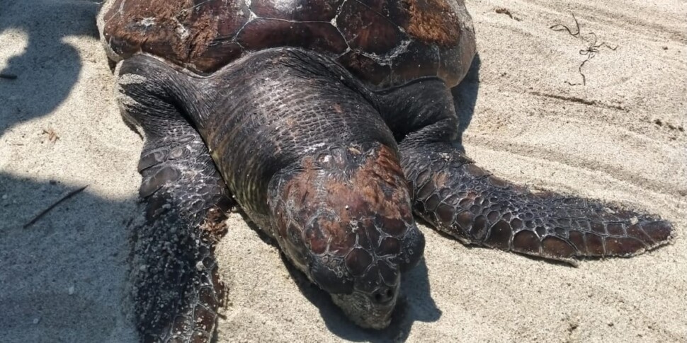 Furnari, ritrovata la carcassa di una tartaruga caretta caretta