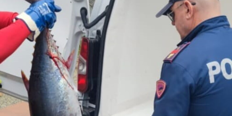 Cefalù, tonni e pesce spada senza tracciabilità: sequestro e multa