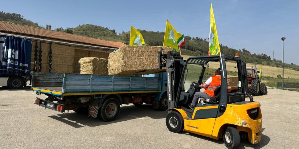 Coldiretti, è Sos in Sicilia per centinaia di stalle senza acqua: arriva il primo carico di fieno