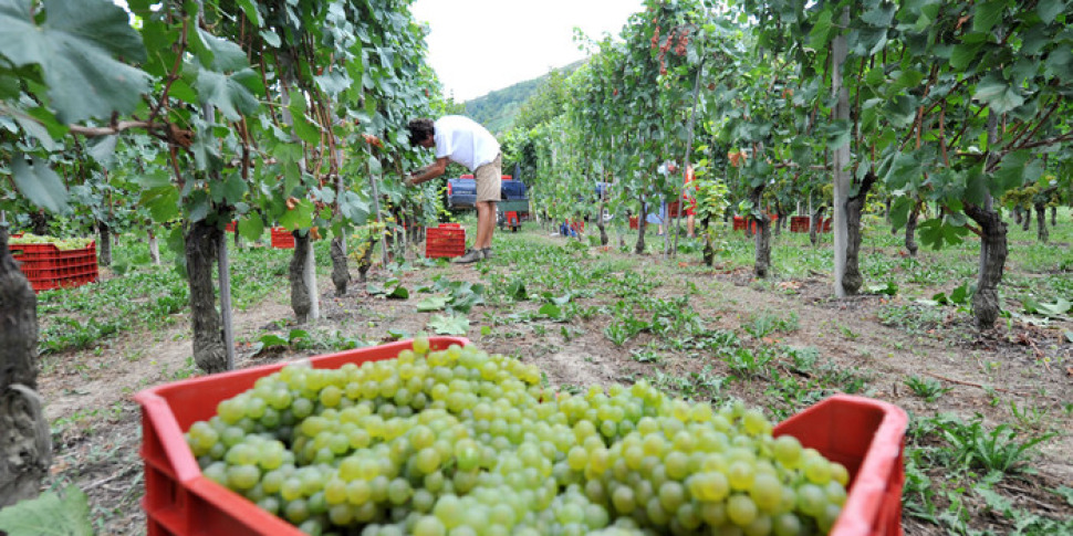 Sviluppo rurale, bando da 78 milioni per premiare i progetti dei giovani agricoltori siciliani