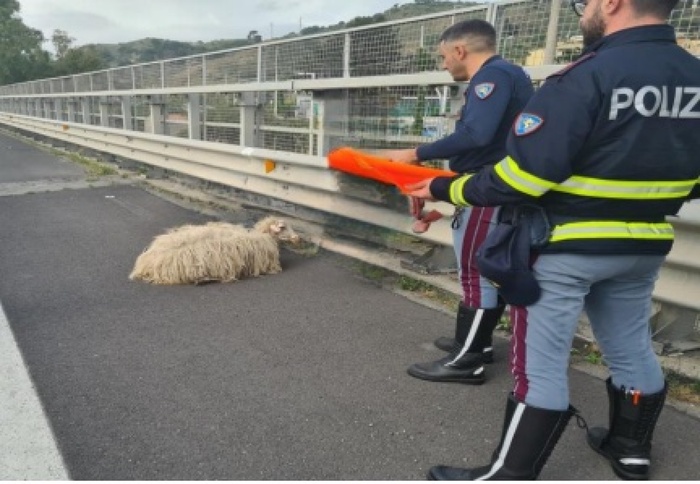 Due agnellini in autostrada salvati da Polizia Stradale