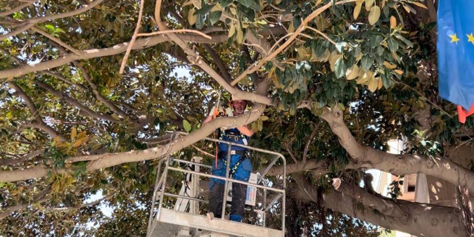 Palermo, iniziati gli interventi sull'albero Falcone: «La pianta è in buono stato»