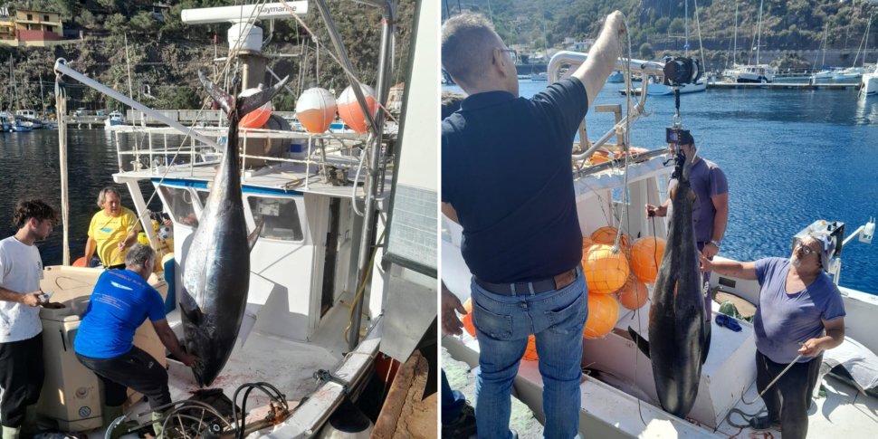 Lipari, tornano i tonni al porto di Pignataro: pesca record, un esemplare pesa 236 chilogrammi