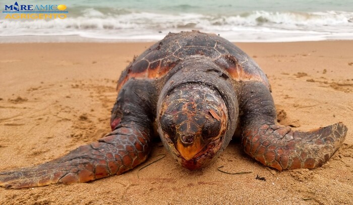 Mareamico, ingerisce plastica trovata morta Caretta caretta