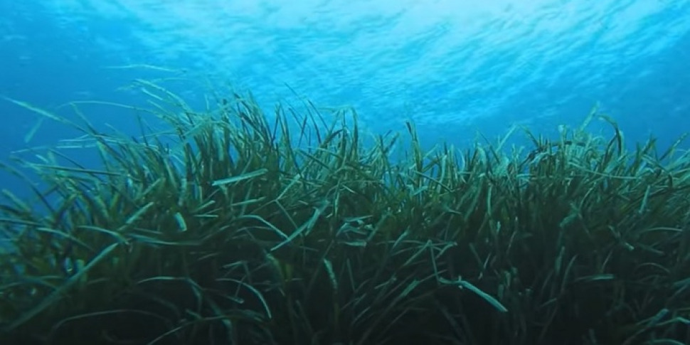 Marsala, completato il trapianto di posidonia nel mare della riserva dello Stagnone