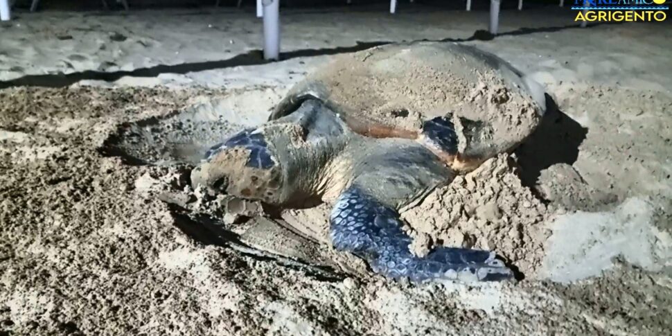 Realmonte, Caretta caretta depone le uova vicino alla Scala dei Turchi VIDEO