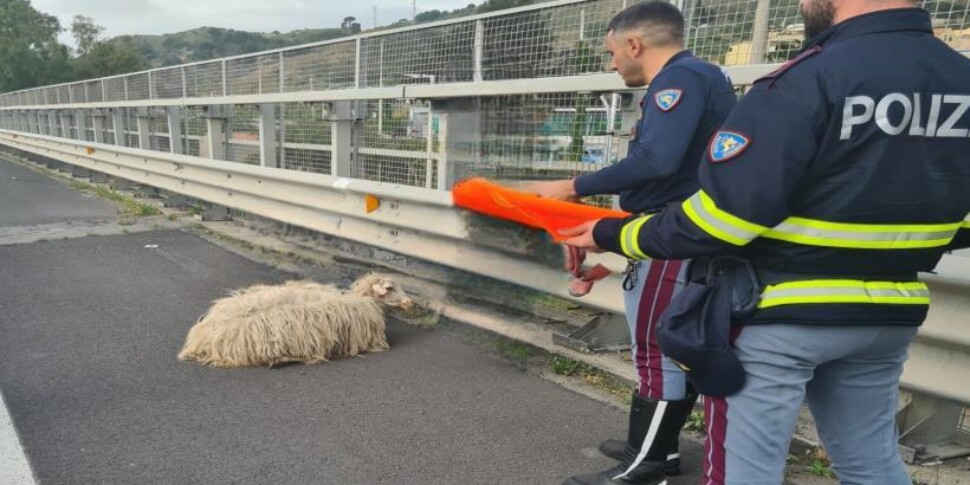 Due agnellini entrano in autostrada, salvati dalla polizia di Giardini Naxos