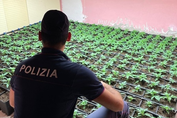 Sequestrata serra con mille piantine di marijuana ad Augusta