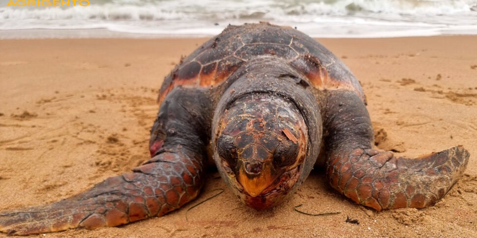 Agrigento, a San Leone trovata in spiaggia una tartaruga marina morta: ad ucciderla è stata la plastica