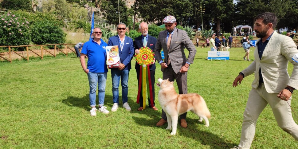 Esposizione canina alla Favorita di Palermo: il vincitore è un Siberian Husky