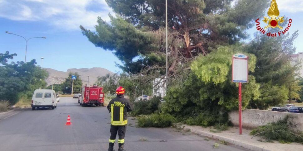 Palermo, rimossi i rami di un grosso albero crollati per strada in via Lanza di Scalea