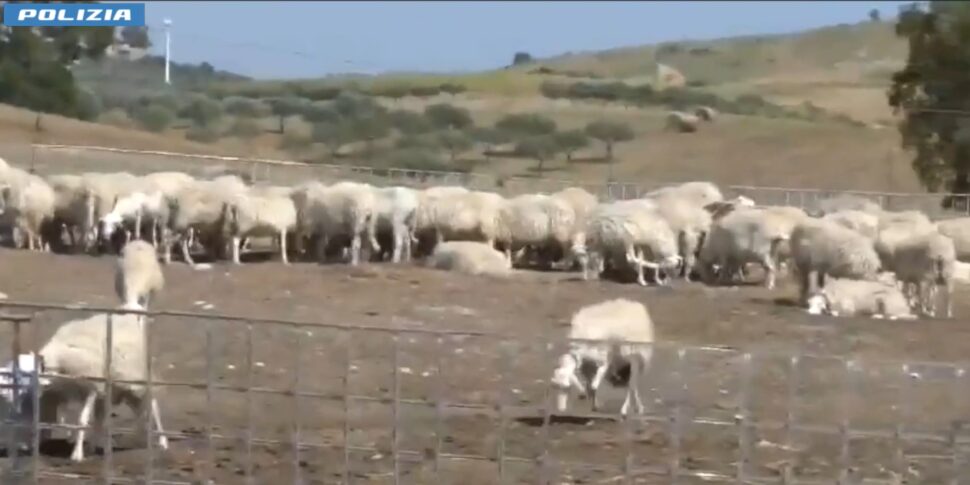 Colpo alla mafia dei pascoli di Santa Margherita Belice: cinque arresti