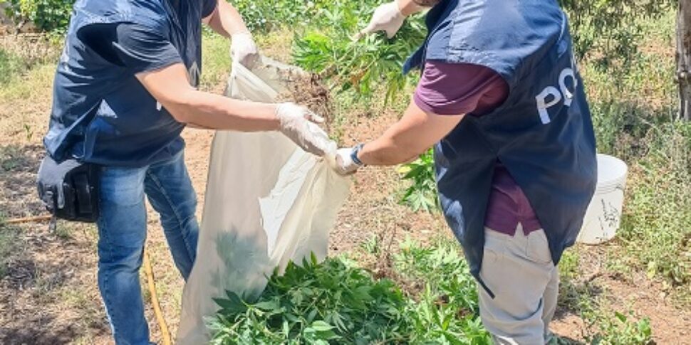 Priolo Gargallo, scoperta una piantagione di marijuana: arrestato un cinquantenne