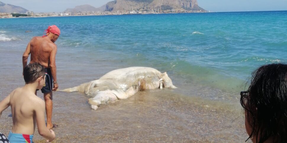 Palermo, un vitello morto sulla spiaggia di Romagnolo: lo stupore dei bagnanti