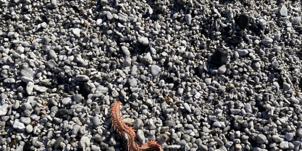 Lipari, il cambiamento climatico trascina il vermocane sulla spiaggia di Canneto