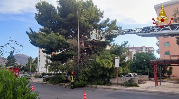 Rami crollati a Palermo, intervento dei vigili del fuoco