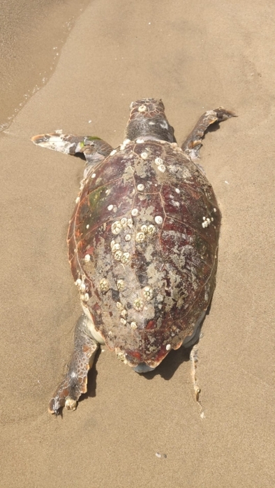 Free Green, 'Caretta-caretta' trovata morta in spiaggia Catania