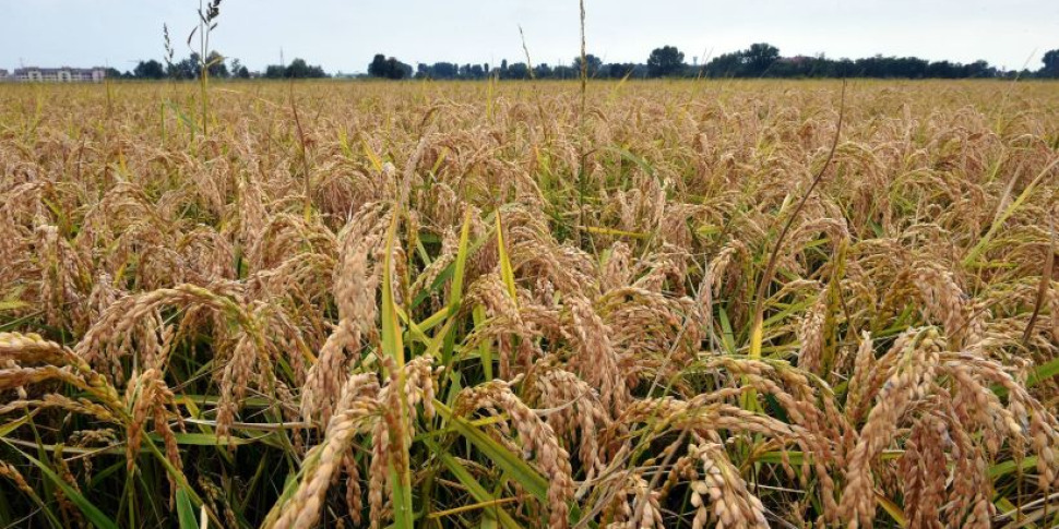 Furto in un’azienda agricola ad Agrigento, colpo da 22 mila euro