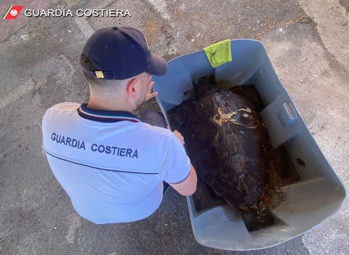 Tartaruga ferita da natante, soccorsa dalla Capitaneria