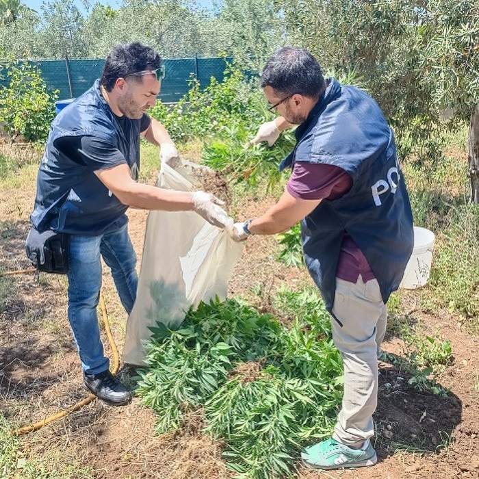 Aveva 40 piante di marijuana, arrestato nel Siracusano