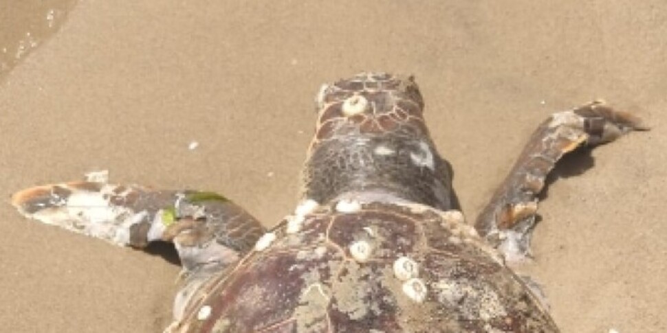 Caretta-caretta trovata morta nella Plaia di Catania, FreeGreen: «Da anni la minaccia principale è la pesca»