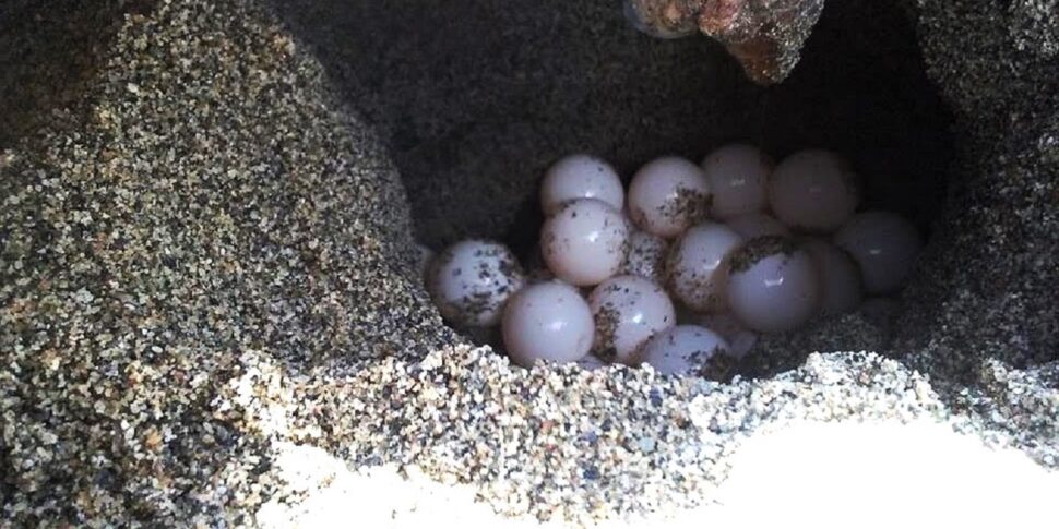 Sorpresa a Palermo, la tartaruga Caretta caretta nidifica sulla spiaggia di Mondello