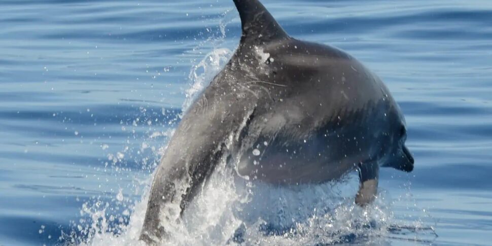 Eolie, a nuoto sulla rotta dei delfini per salvaguardare il mare