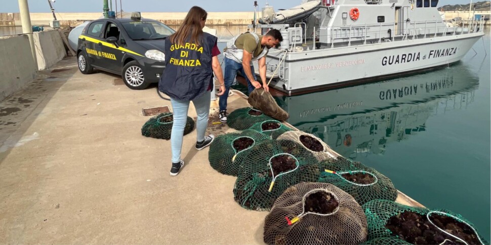 Pesca di frodo 5 mila ricci di mare, sub multato a Licata