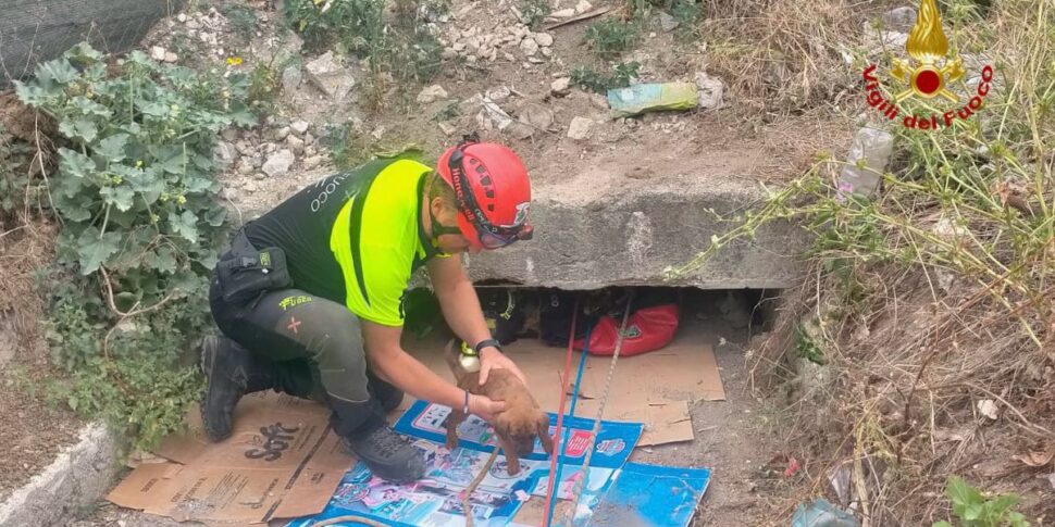 Due cuccioli di cane salvati a Cerda: l'intervento dei vigili del fuoco