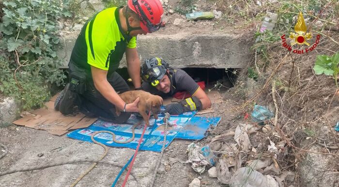 Vigili del fuoco salvano due cuccioli nel Palermitano