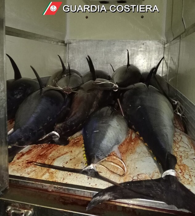 Guardia Costiera Palermo sequestra 19.500 kg di tonno rosso