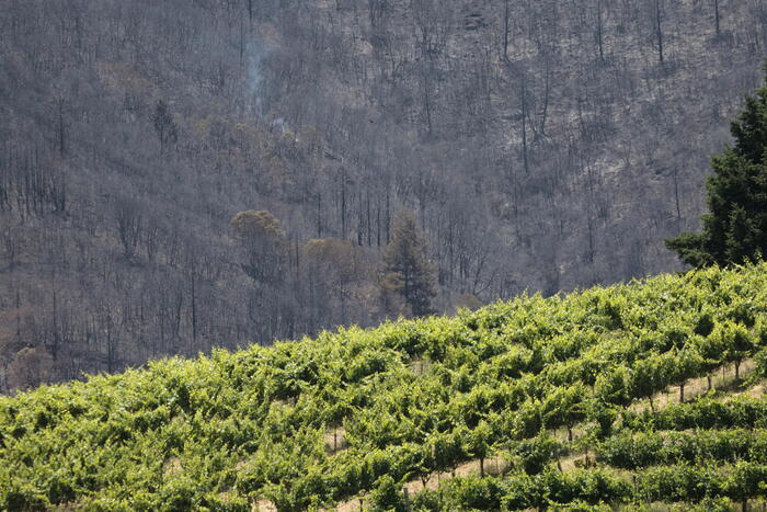 Morto Edi Simcic, pioniere del vino del Collio sloveno