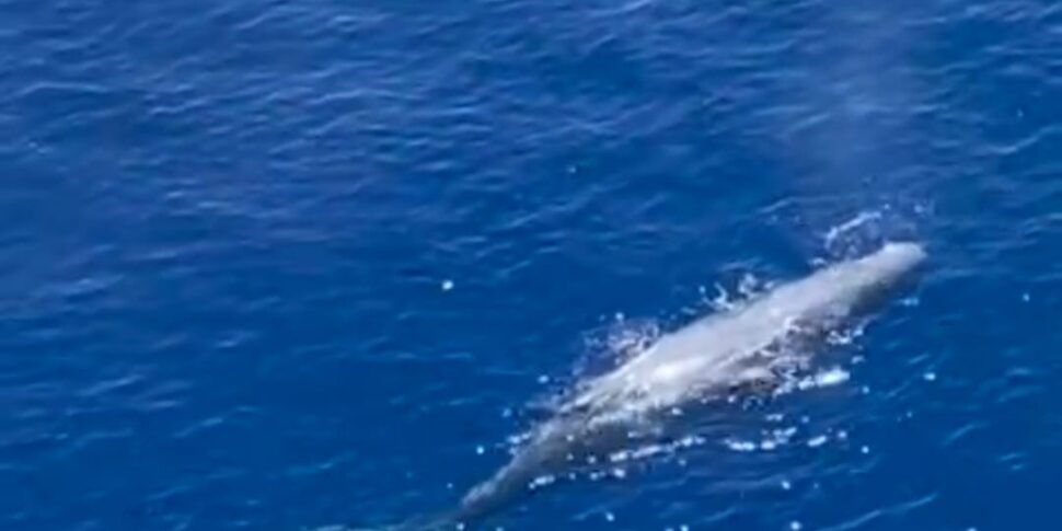 Alle Isole Eolie avvistati delfini e capodogli: uno ripreso mentre danza sull'acqua e sbuffa