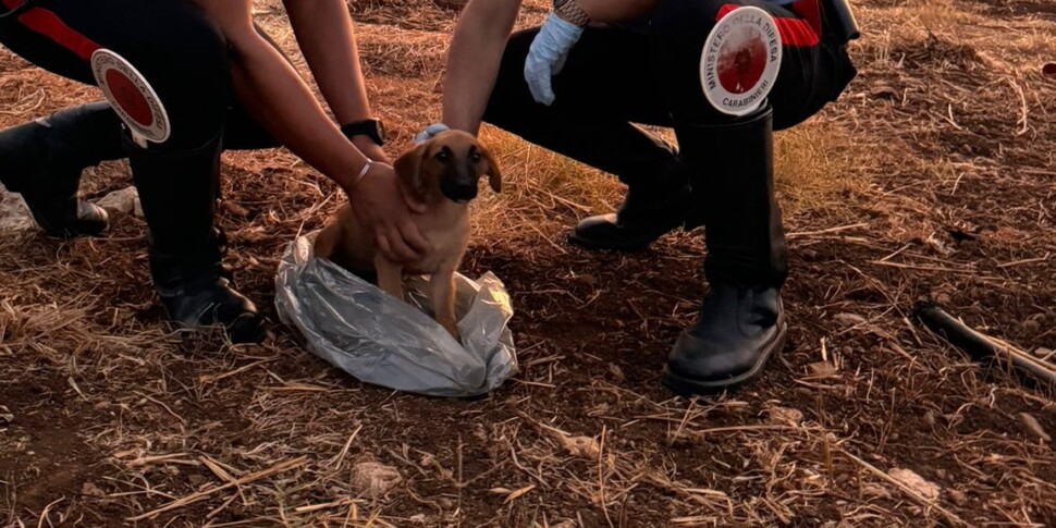 A Floridia salvata una cagnolina: era chiusa in un sacchetto di plastica in campagna