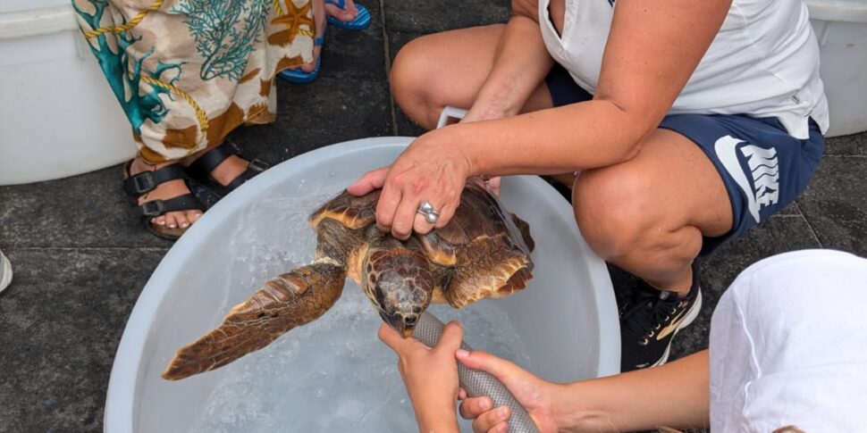 Filicudi, la tartaruga Granita dopo le cura è tornata in mare