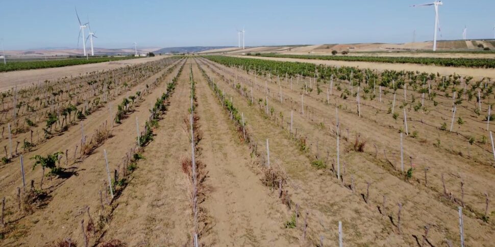 Il clima che cambia: la vendemmia in Sicilia parte già a luglio, il caldo ha accelerato i tempi