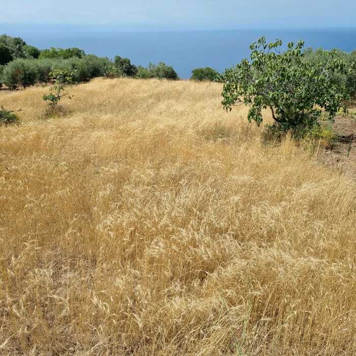 A Lipari la festa della mietitura